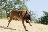 MALINOIS 153